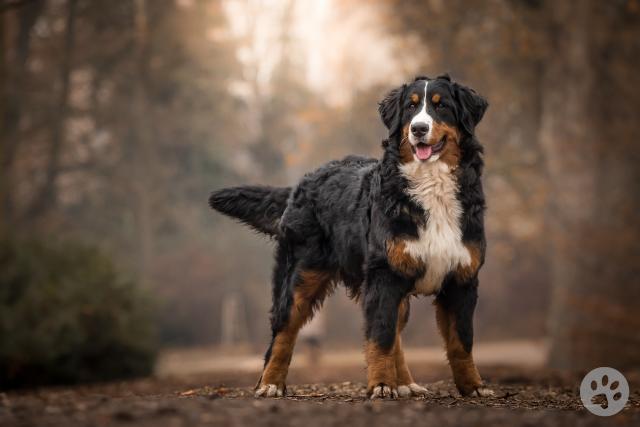 Pedigree bernese mountain shops dog